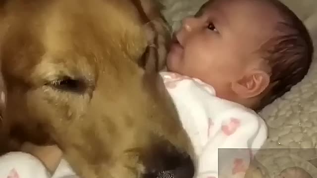 The dog takes care of the children