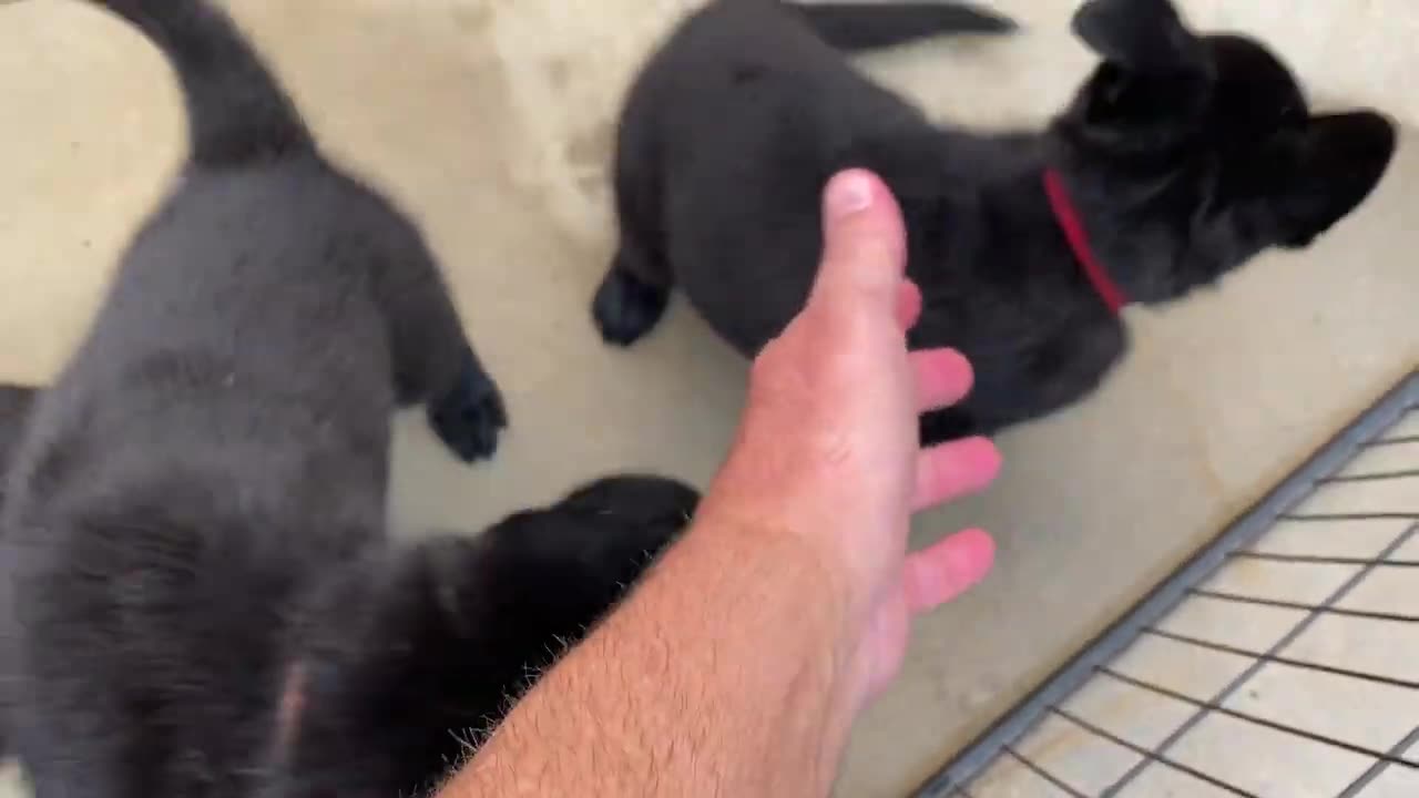 Black German Shepherd Puppies EARS STARTING TO COME UP!!!