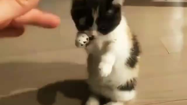 Funny and Cute Cats Videos #67 │ Gadis Sekarwangi