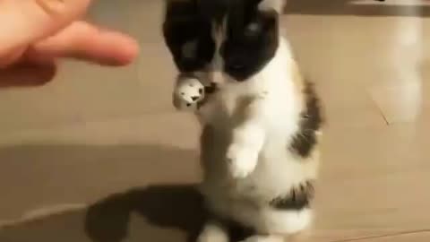 Funny and Cute Cats Videos #67 │ Gadis Sekarwangi