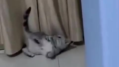 Cat loves to sit on owner's head while she works