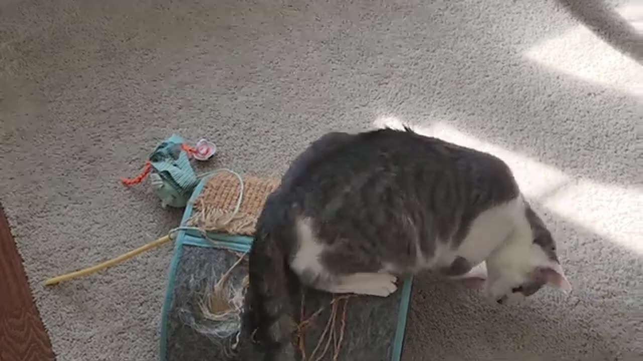 Cat Is Crazy About Toy