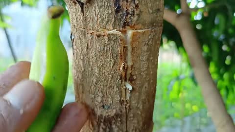 Homemade Banana Natural Hormone For Cutting Mango Tree | Best Natural Hormone