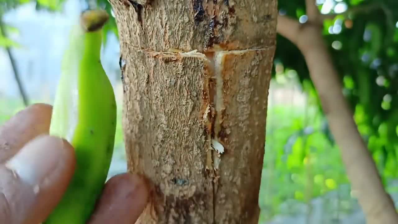 Homemade Banana Natural Hormone For Cutting Mango Tree | Best Natural Hormone