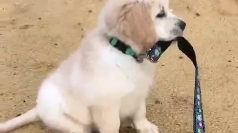 Would you like this kind of dog?