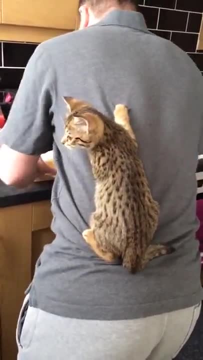 The cat is trapped behind me