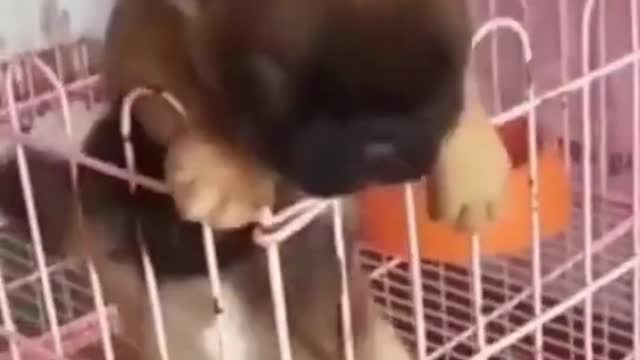 Cute puppy fails to escape even with help