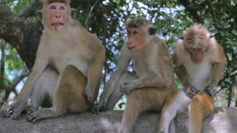 Monkey Sat on Wall