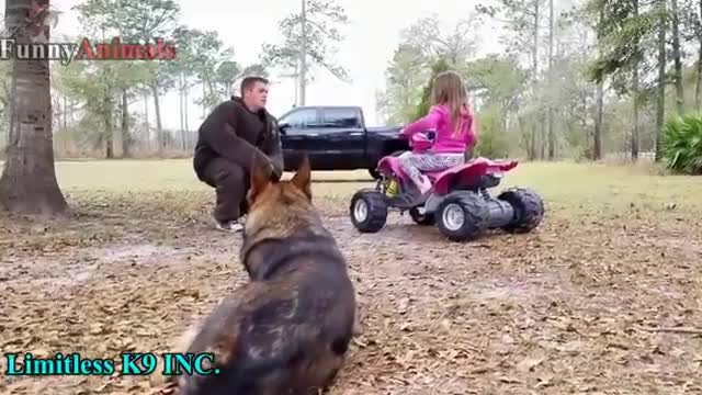 these dogs mean business, their trained to protect they owners