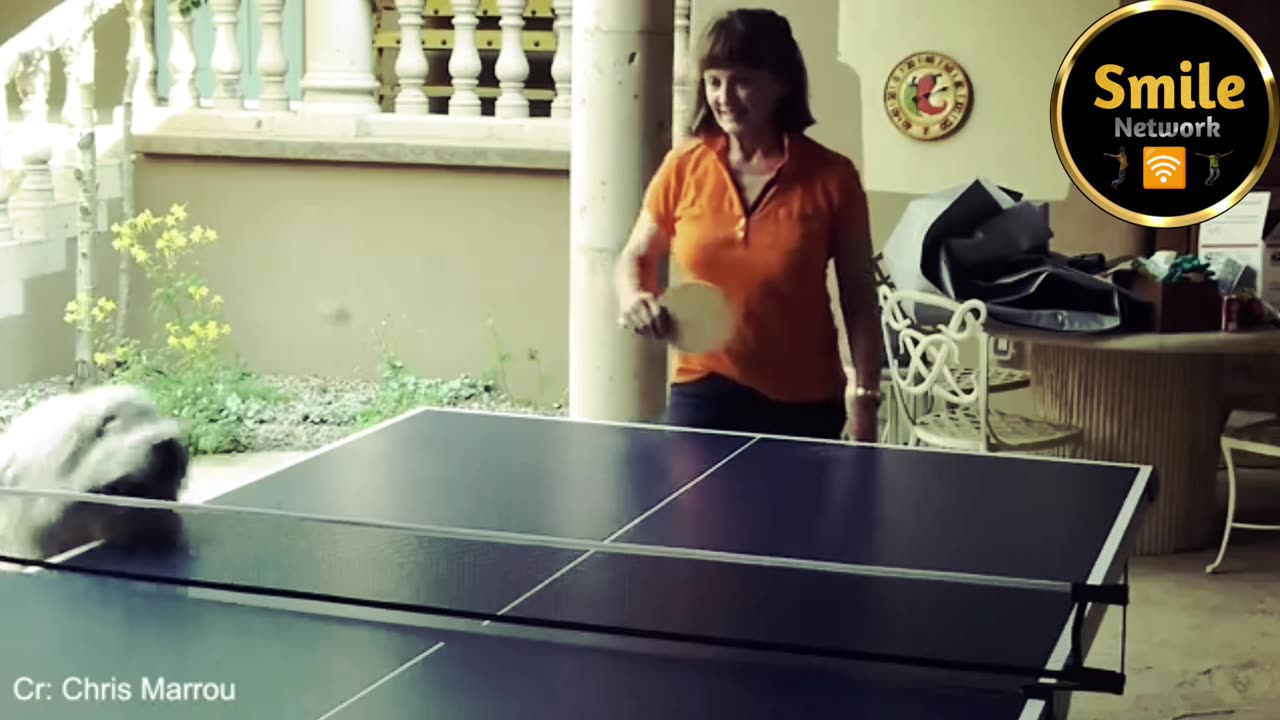 Video Funny Dog best animal interference moments in the world