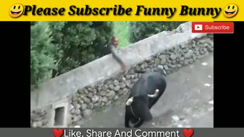 funny bull fight