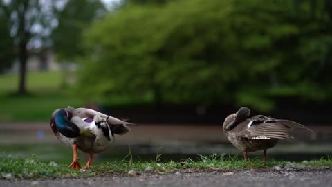 beautiful duck