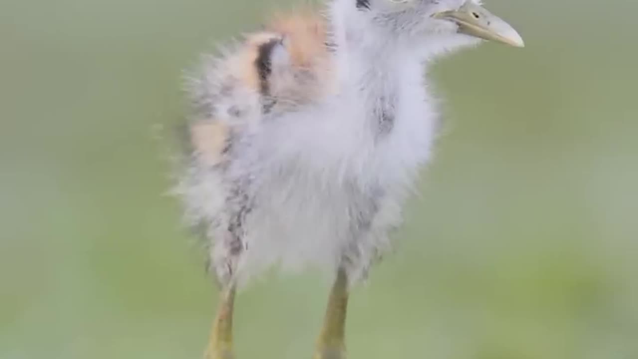 Natural, forest Birds photography