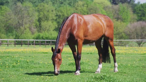 Horse is eating grass.