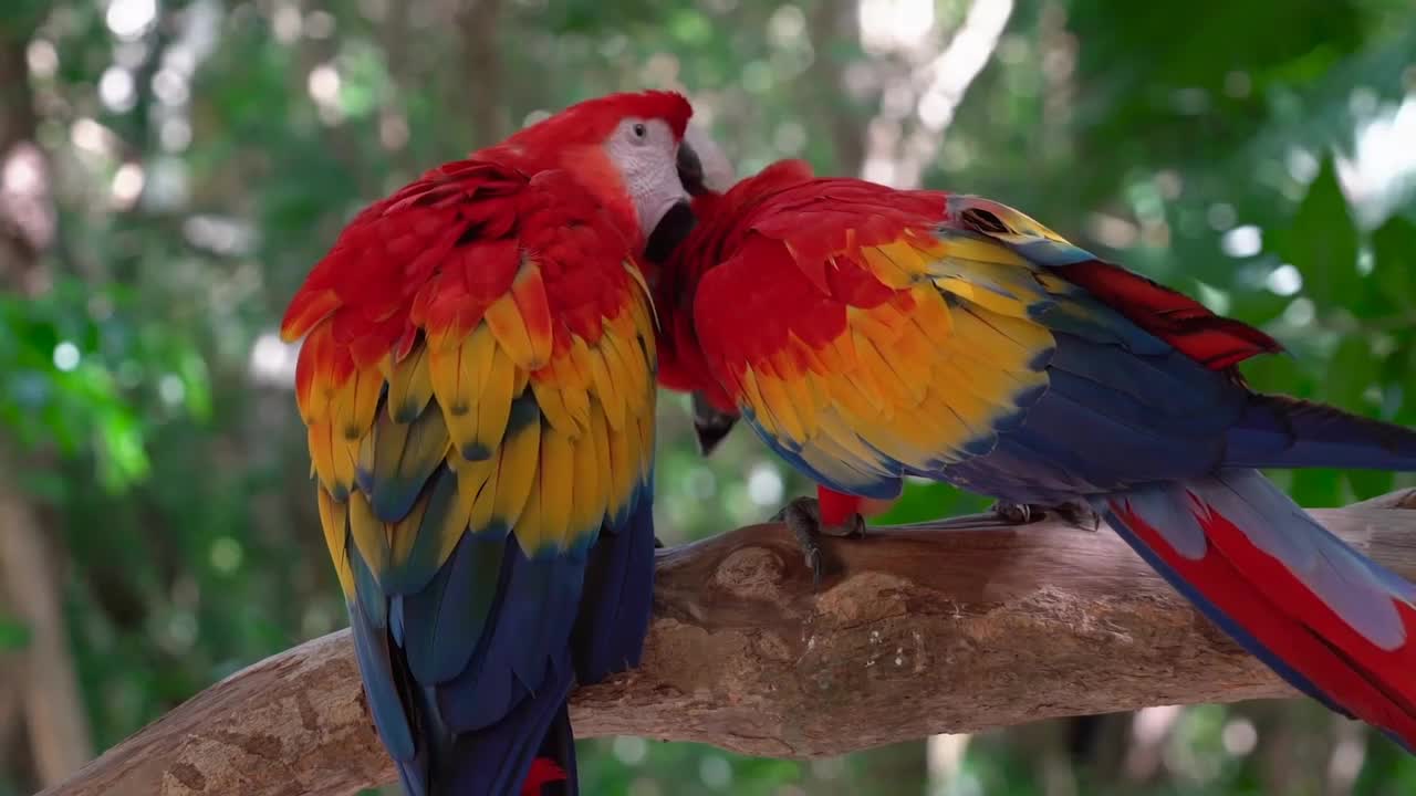 Lovely parrot