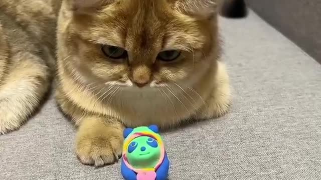 Funny Dog and Cat Video Will & Make You Laugh Out Loud ？#7