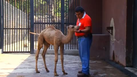 Baby Camel Has Bumpy Start In Life