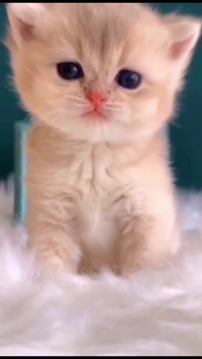 Cute Kitten Baby *Cat Funny Cat Videos*
