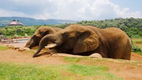 A Man Feeding The Elephants