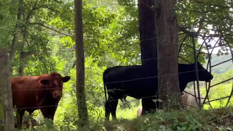 NW NC Appalachia 🐂 more neighbors As you can see we’re very diverse here 🐂