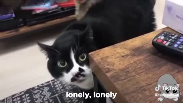 cat can speaks English