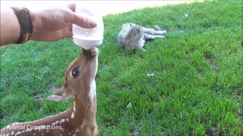 Cute Baby Deer Hopping