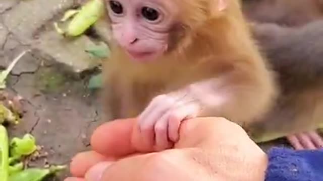 Baby Monkey SOO Cute