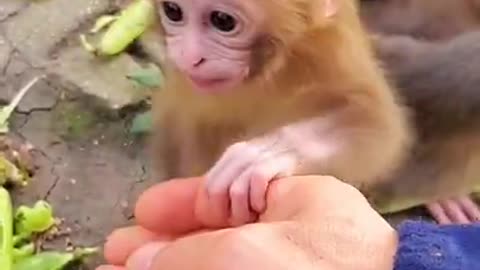 Baby Monkey SOO Cute