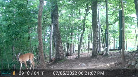 The Woods - 07/06/2022