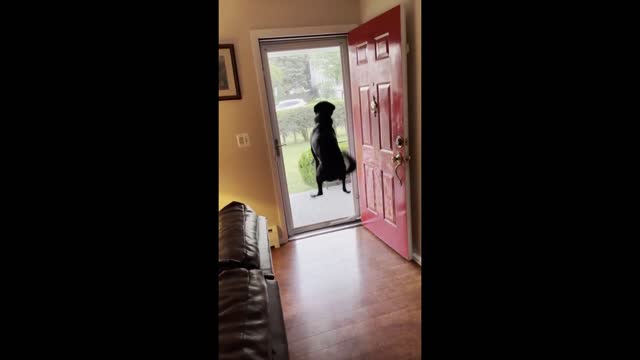 Dog literally hops for joy when owner's dad comes to visit #Shorts