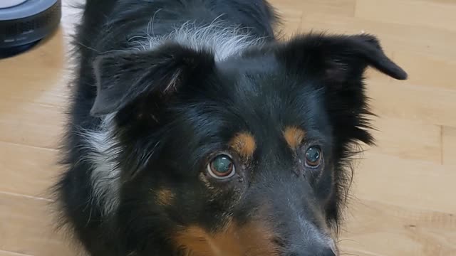 Squeaky Toy Activates Doggy's Tongue