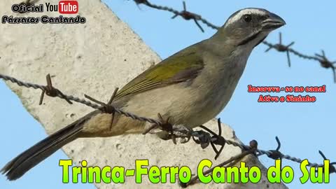 Picharro, trinca ferro do Sul.