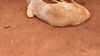 A Big Red Kangaroo chilling