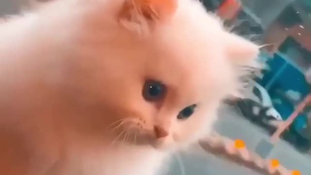 Beutiful cat love