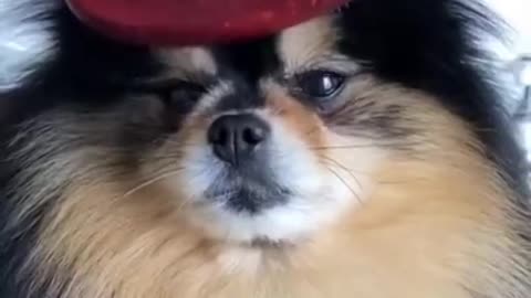 Dog Funny of TikTok #Short #dog