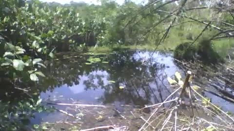 Filming another part of the lake in the park, lots of trees and vegetation [Nature & Animals]