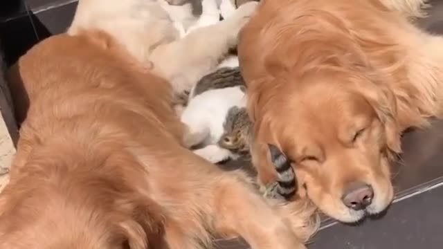 That is the sweetest, most patient cat ever. Special siblings love 🐶🐱🐶