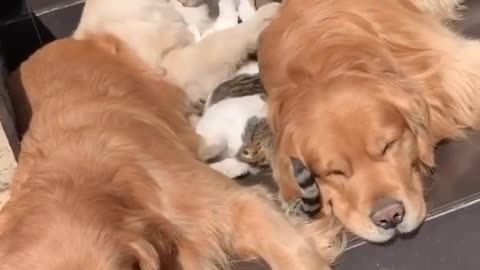 That is the sweetest, most patient cat ever. Special siblings love 🐶🐱🐶