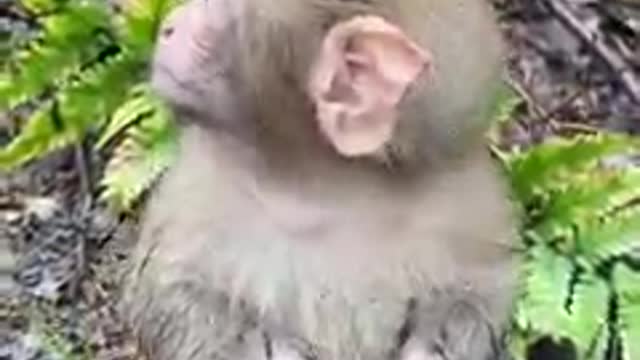 Hand Feeding Monkey Babies That No Longer Receive Milk From Mama