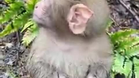 Hand Feeding Monkey Babies That No Longer Receive Milk From Mama