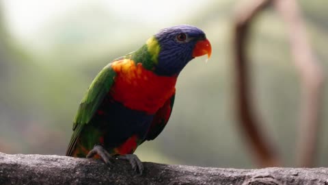 parrots-perched-on-tree-branch