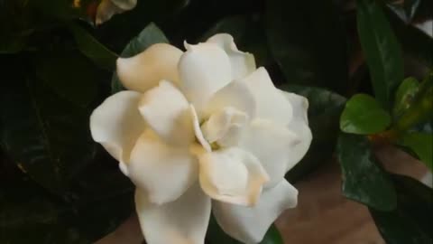 Time lapse video of a gardenia flower opening