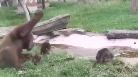 Funny animal video | Chimpanzee trying to scare otters funny video