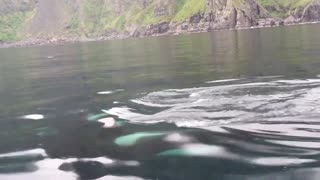 Incredibly Killer whales in Norway (Lofoten Islands)