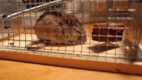 funny cute mouse