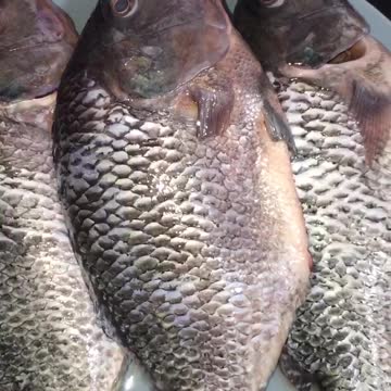 tilapia fish