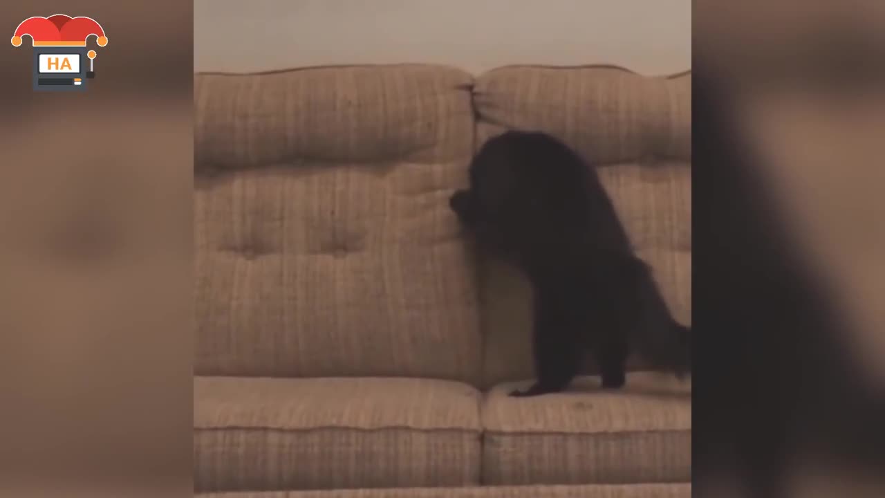 Was ist Wissensautomat bzw. HumorAutomat?