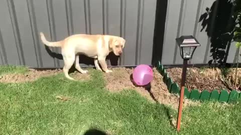 Labrador surprised by a balloon #shorts