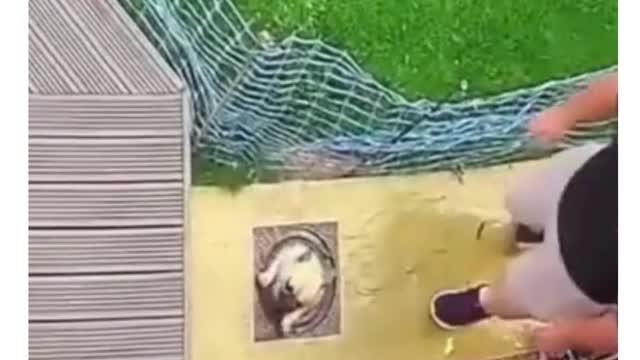 cute dog gets stuck in hole #shorts #funny pets #funny #pets #animals