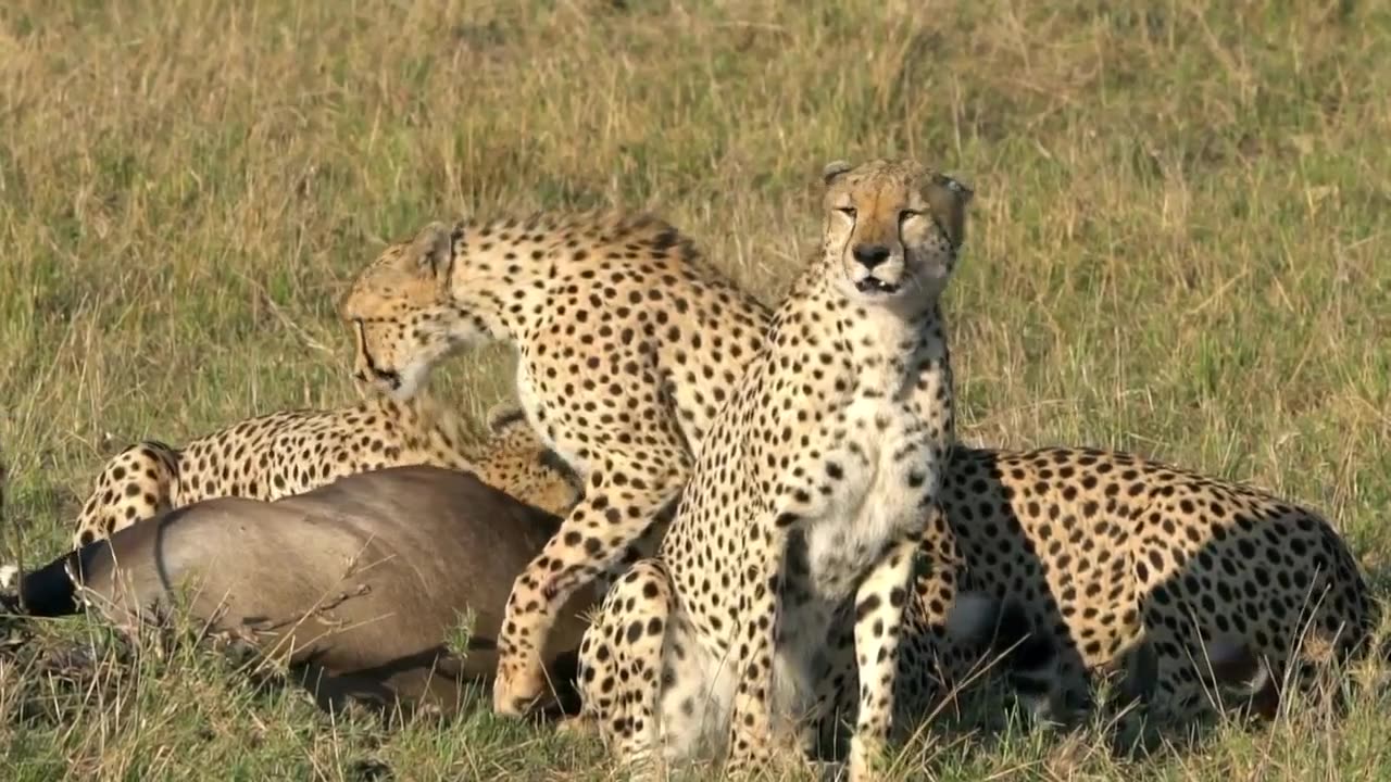 Beautiful- Cheetahs